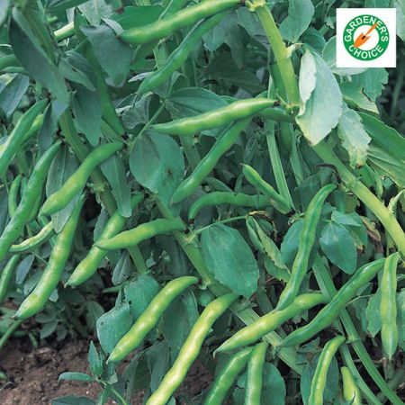 Broad Bean Aquadulce Claudia Kings Seeds