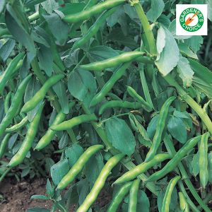 Broad Bean Aquadulce Claudia Kings Seeds