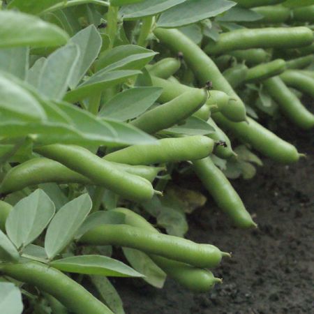 Broad Bean De Monica Kings Seeds