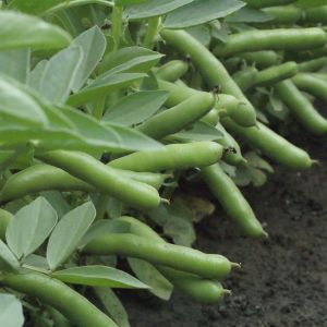 Broad Bean De Monica Kings Seeds