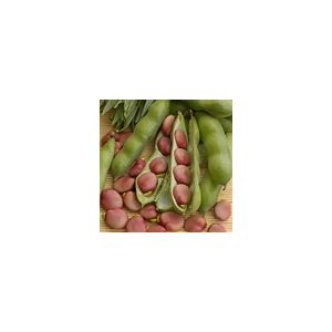 Broad Bean Karmazyn Kings Seeds