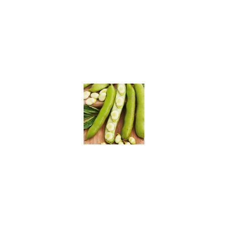 Broad Bean Witkiem Manita Kings Seeds