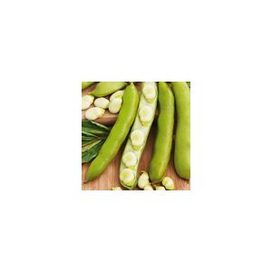 Broad Bean Witkiem Manita Kings Seeds