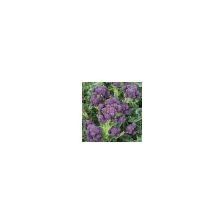 Broccoli Purple Sprouting Claret F1 Kings Seeds