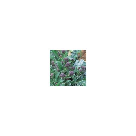 Broccoli Purple Sprouting Early Kings Seeds