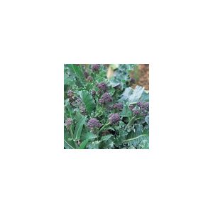 Broccoli Purple Sprouting Early Kings Seeds