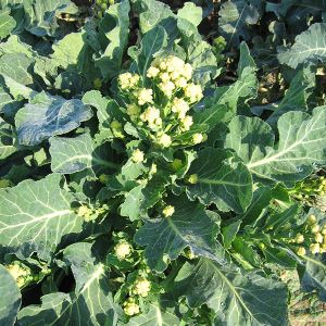 Broccoli Sprouting Burbank F1 Kings Seeds