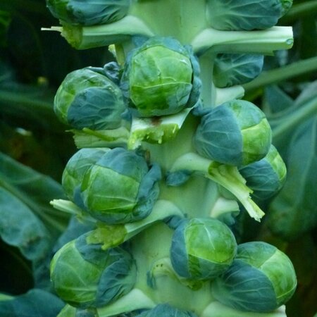 Brussels Sprout Brodie F1 Kings Seeds