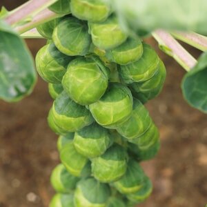 Brussels Sprout Crispus F1 Kings Seeds