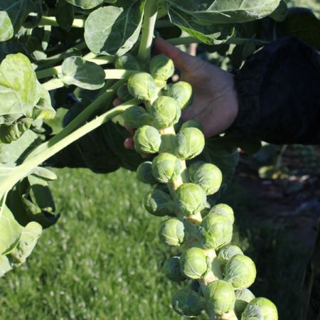 Brussels Sprout Marte F1 Seed Pack