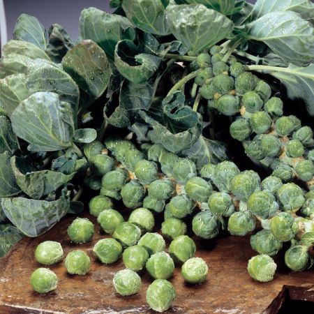 Brussels Sprout Maximus F1 Kings Seeds