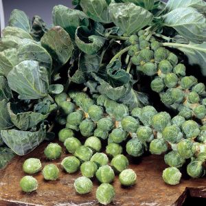 Brussels Sprout Maximus F1 Kings Seeds