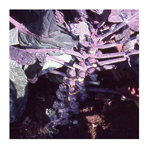Brussels Sprout Red Bull Kings Seeds