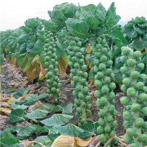 Brussels Sprouts Brendan F1 Kings Seeds