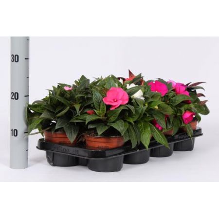 Busy Lizzie New Guinea (Impatiens) - Our Selection/Mixed Colours - image 2