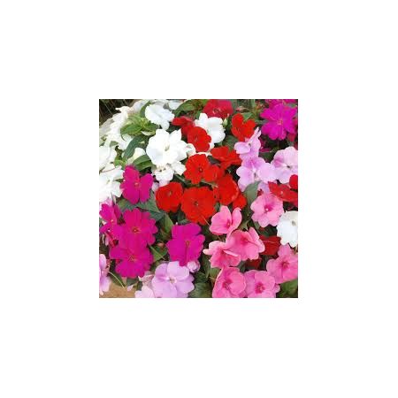 Busy Lizzie New Guinea (Impatiens) - Our Selection/Mixed Colours - image 1