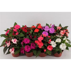 Busy Lizzie New Guinea (Impatiens) - Our Selection/Mixed Colours - image 3