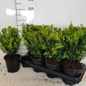 Buxus Sempervirens 1 Litre Pot C.30Cm