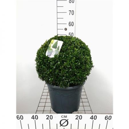 Buxus Sempervirens Ball P29 pot c.55cm High 35cm Diameter