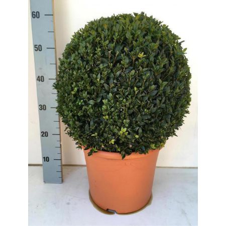 Buxus Sempervirens Ball P29 Pot C.60Cm High 40Cm Diameter