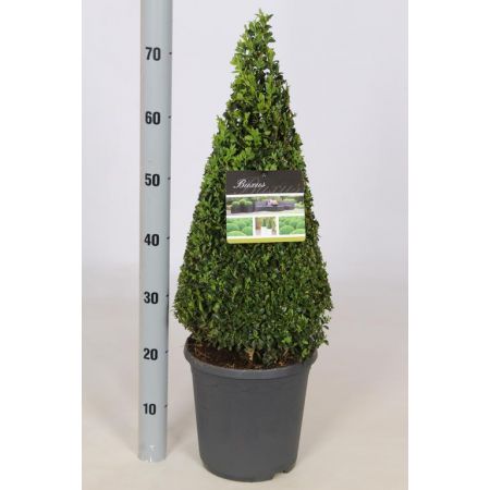 Buxus Sempervirens Pyramid P23 Pot C.50/60Cm High