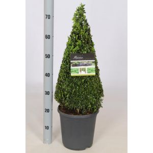 Buxus Sempervirens Pyramid P23 Pot C.50/60Cm High