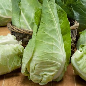 Cabbage April Kings Seeds