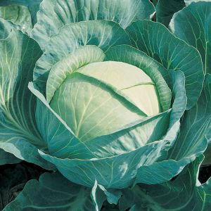 Cabbage Brigadier F1 Kings Seeds