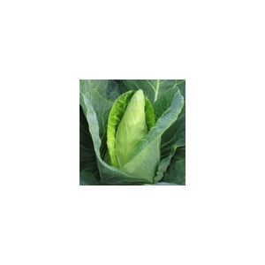 Cabbage Caraflex F1 Kings Seeds