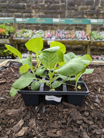 Cabbage Durham Early 9 Pack