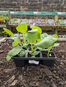 Cabbage Durham Early 9 Pack
