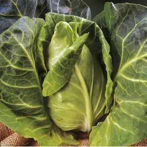 Cabbage Greyhound Kings Seed