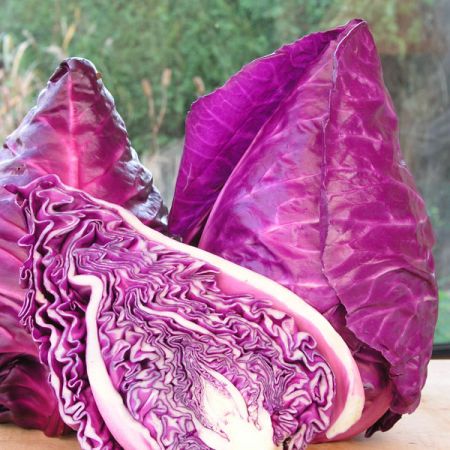 Cabbage Kalibos Kings Seeds