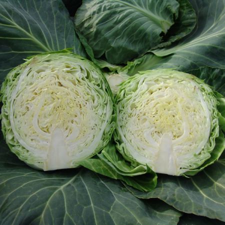 Cabbage Kalibro F1 Kings Seeds