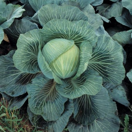 Cabbage Kilaton F1 Hybrid Kings Seeds