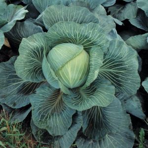 Cabbage Kilaton F1 Hybrid Kings Seeds