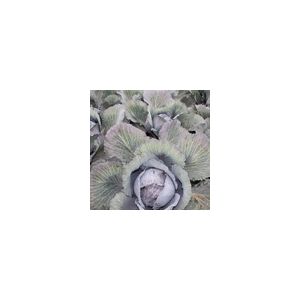 Cabbage Red Lodero F1 Kings Seeds
