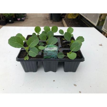 Cabbage Savoy 9 Pack