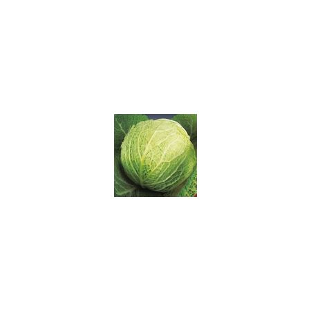 Cabbage Savoy Best Of All Kings Seeds