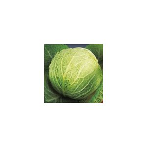 Cabbage Savoy Best Of All Kings Seeds