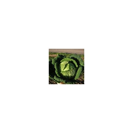 Cabbage Savoy Resolution F1 Kings Seeds