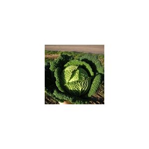 Cabbage Savoy Resolution F1 Kings Seeds