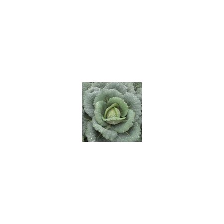 Cabbage Savoy Wintessa Kings Seeds
