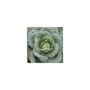 Cabbage Savoy Wintessa Kings Seeds