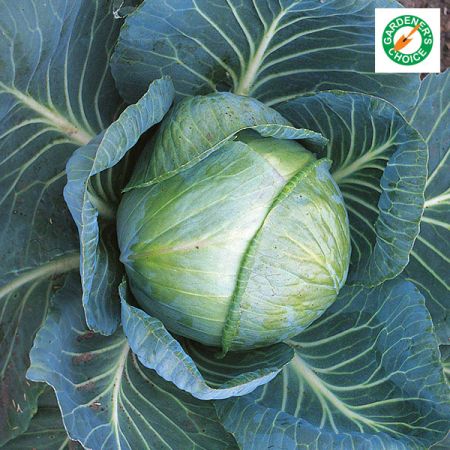 Cabbage Stonehead F1 Kings Seeds