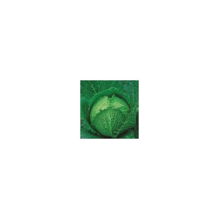 Cabbage Tundra F1 Kings Seeds