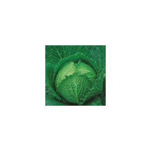 Cabbage Tundra F1 Kings Seeds
