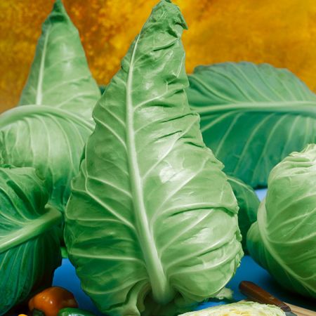 Cabbage Wheelers Imperial Kings Seeds