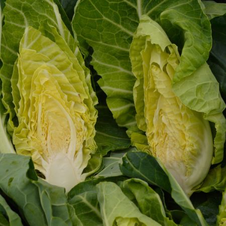Cabbage Winter Green Kings Seeds