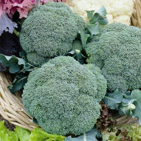 Calabrese Green Magic F1 Kings Seeds